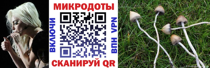 где продают   Трубчевск  Псилоцибиновые грибы Psilocybine cubensis 